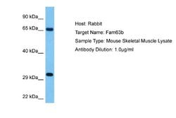 MINDY2 Rabbit anti-Mouse, Polyclonal, Novus Biologicals 0.1ml; Unconjugated:Antibodies,